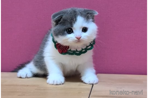 成約済の東京都のスコティッシュフォールド(折れ耳)-100110の4枚目